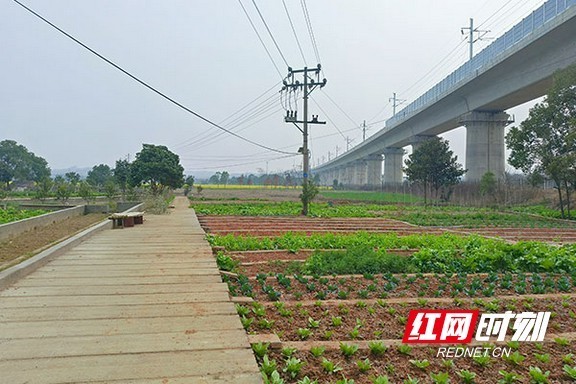 衡龙桥镇新项目，引领地区发展新标杆