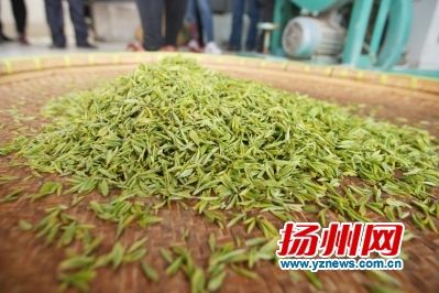 捺山茶场创新项目重塑未来茶产业格局