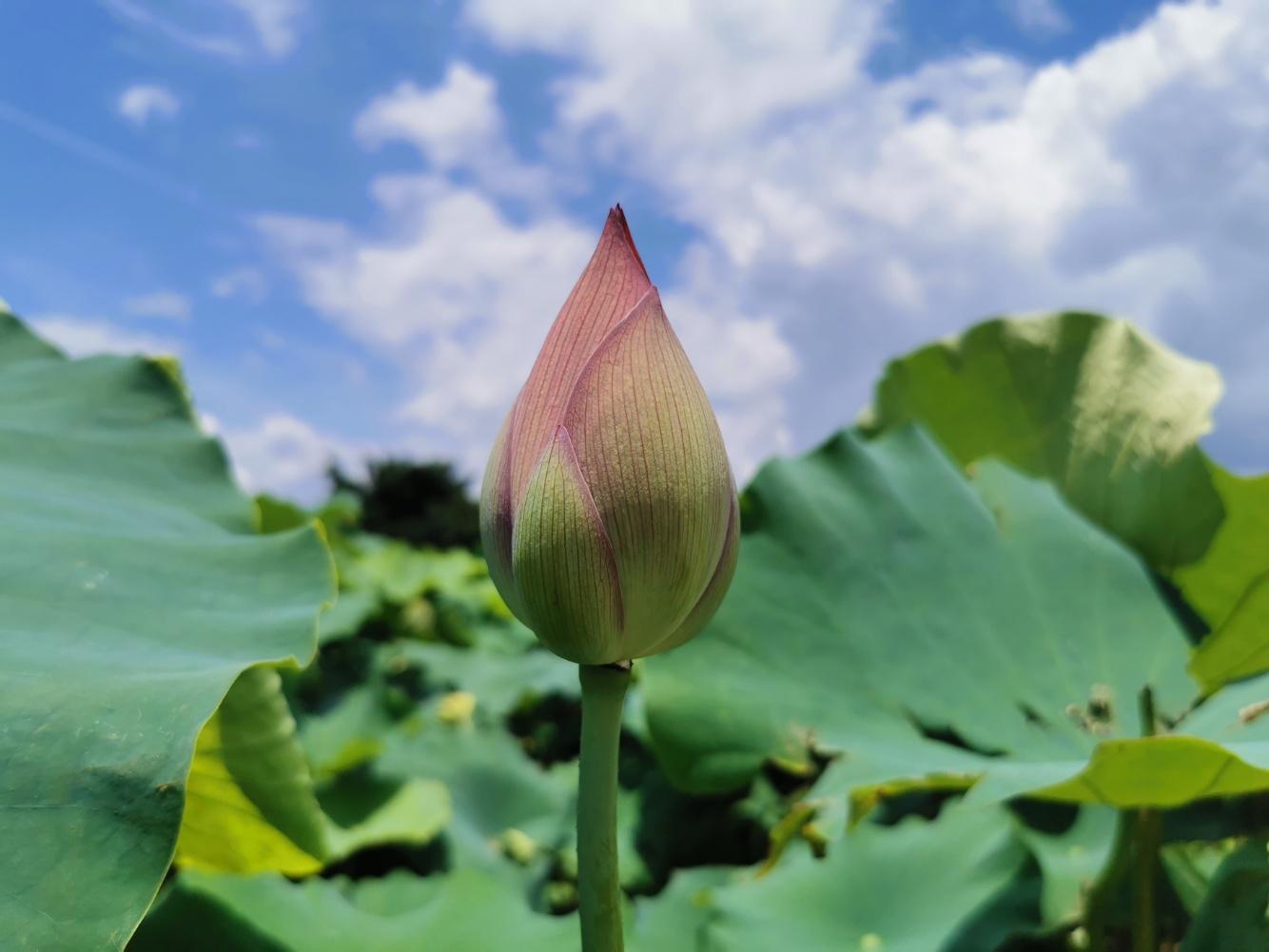 片片村委会最新项目，乡村振兴新动力启航